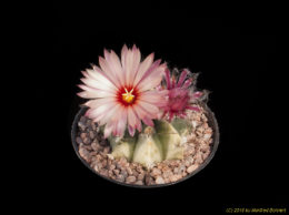 Astrophytum cv. A. asterias rot X A. senilis 672